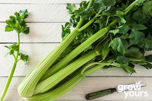 Vegetable Seeds: Celery ‘Golden Self Blanching’