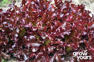 Lettuce ‘Red Salad Bowl’