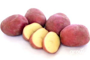 Potato ‘Desiree’