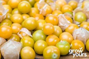 Fruit: Tomatillo ‘Pineapple’