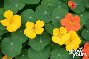 Nasturtium 'Whirlybird Mix'