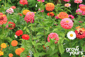 Zinnia ‘California Giant Mix’