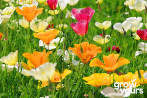 Poppy California ‘Formula Mix’