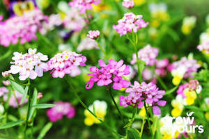 Candytuft 'Empress Mix'