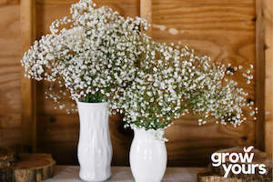 Spring Sowing: Gypsophila 'Babys Breath'