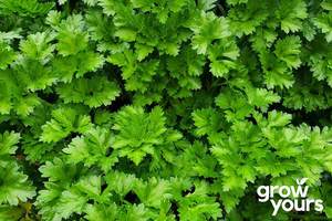 Vegetable Seeds: Parsley ‘Dalmatian’