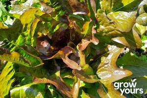 Lettuce ‘Cocarde’