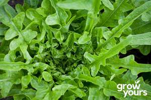 Vegetable Seeds: Lettuce ‘Tree Lettuce’