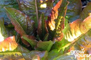 Lettuce ‘Devil's Bit’