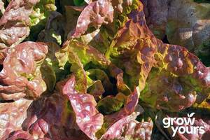 Vegetable Seeds: Lettuce ‘Mignonette’