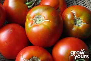 Vegetable Seeds: Tomato ‘Island Bay’