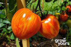 Tomato ‘Dargaville Red & Yellow’