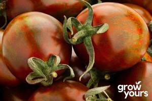 Vegetable Seeds: Tomato ‘Guernsey Island’