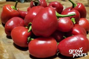 Vegetable Seeds: Chilli ‘Rocoto’