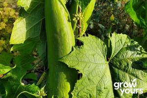 Vegetable Seeds: Luffa