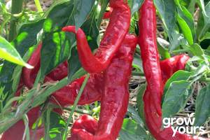 Vegetable Seeds: Capsicum / Sweet Pepper ‘Jimmy Nardello’
