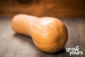 Vegetable Seeds: Pumpkin ‘Chucks Winter’