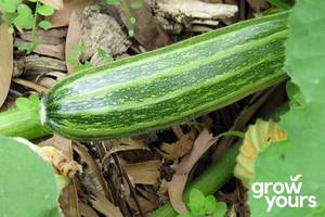 Courgette / Zucchini ‘Long Green Bush’