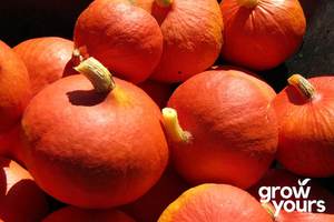 Vegetable Seeds: Pumpkin ‘Red Kuri’