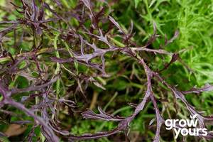 Vegetable Seeds: Mizuna 'Red Streaks'