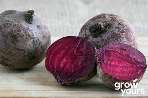Vegetable Seeds: Beetroot ‘Detroit Dark Red’