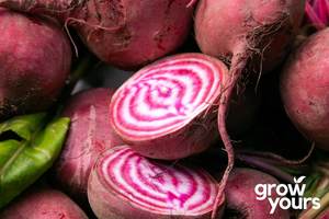 Beetroot ‘Chioggia’