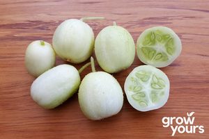 Cucumber ‘Crystal Apple’