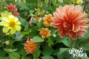 Spring Sowing: Dahlia ‘Dwarf Mix’