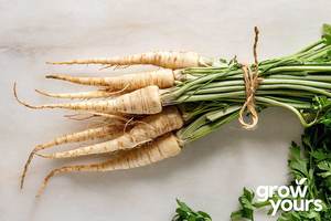Vegetable Seeds: Parsnip ‘Harris Model’