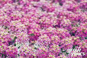 Spring Sowing: Alyssum ‘Rosie O Day’