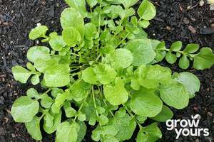 Cress ‘American Upland’