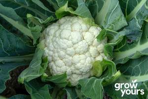 Vegetable Seeds: Cauliflower ‘All Year Round’