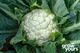 Cauliflower ‘All Year Round’