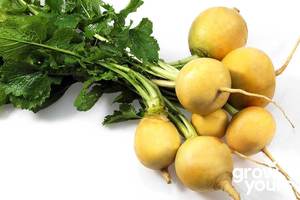 Vegetable Seeds: Turnip ‘Gold Ball’