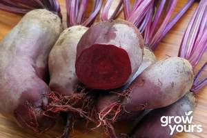 Beetroot ‘Cylindra’