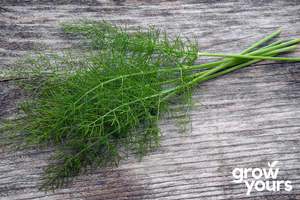 Vegetable Seeds: Fennel ‘Sweet Leaf’
