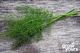 Fennel ‘Sweet Leaf’