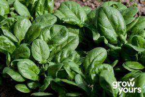 Vegetable Seeds: Spinach ‘Matador Viking’