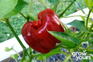 Capsicum / Sweet Pepper ‘California Wonder’