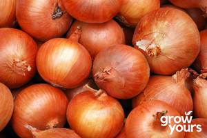 Onion ‘Kiwi Gold’