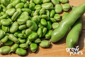 Broad Bean ‘Evergreen’