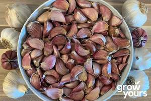 Garlic ‘Ajo Rojo’
