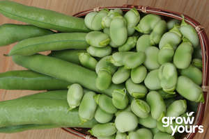 Broad Bean ‘Suttons Dwarf’