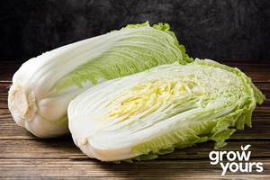 Cabbage ‘Michihili’