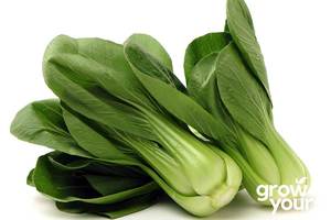 Vegetable Seeds: Pak Choi ‘Green’