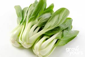 Vegetable Seeds: Pak Choi ‘White Stem’