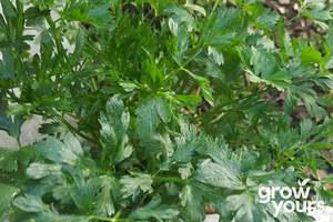 Herb Seeds: Parsley ‘Italian Flat Leaf’