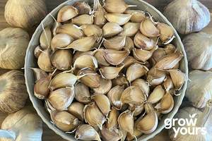 Garlic Sampler Bundle – Artichoke, Elephant & Printanor