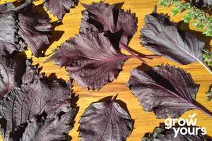 Herb Seeds: Shiso ‘Red’
