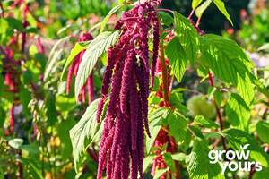 Spring Sowing: Amaranth ‘Love Lies Bleeding’